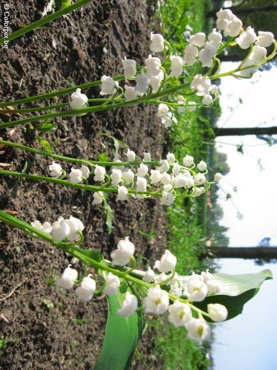 muguet