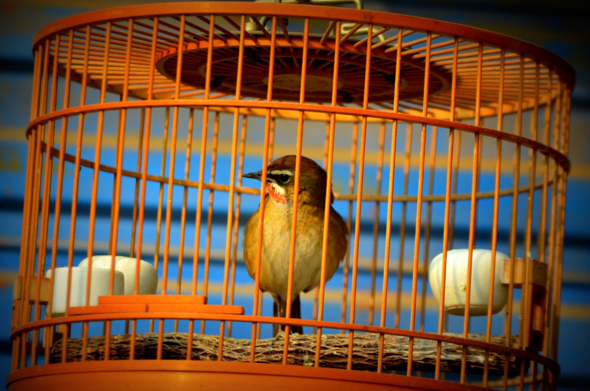 Photo oiseau en cage - captivitÃ©