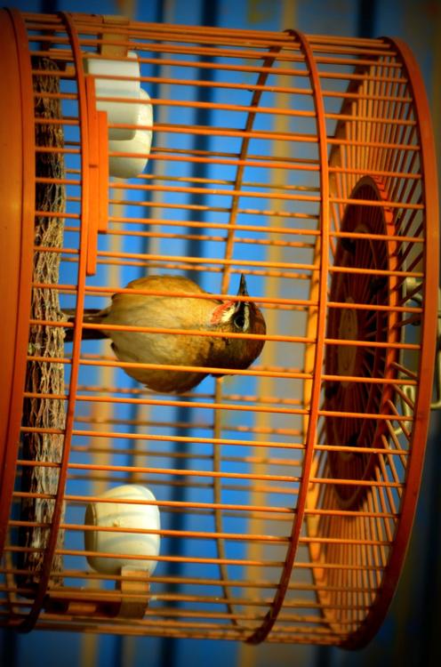 oiseau en cage - captivitÃ©
