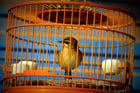 Photos oiseau en cage - captivité