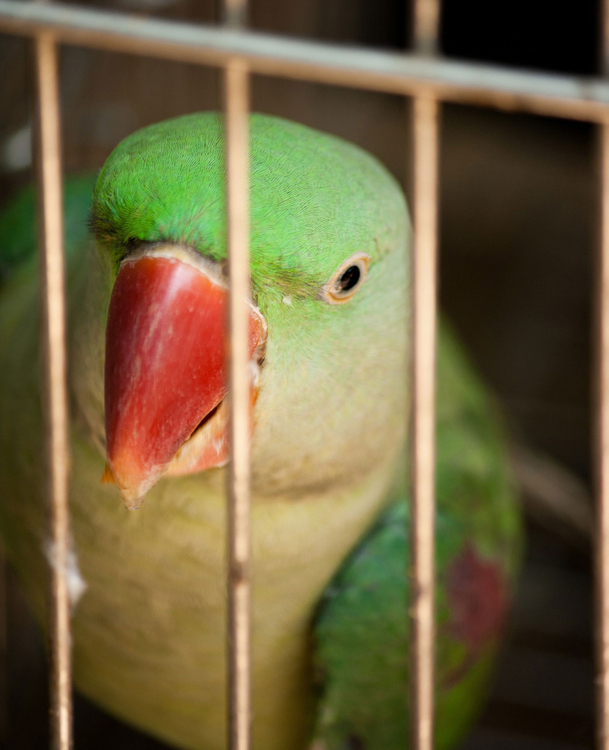 Photo oiseau en captivitÃ©
