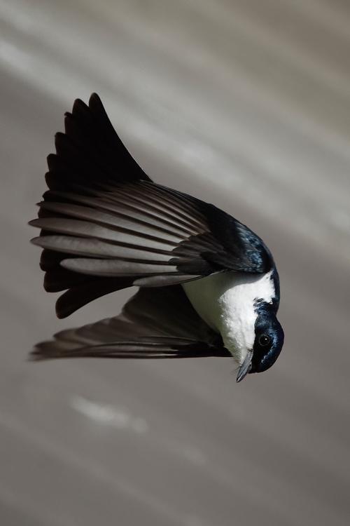 oiseau - Myiagra inquieta