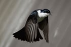 Photo oiseau - Myiagra inquieta