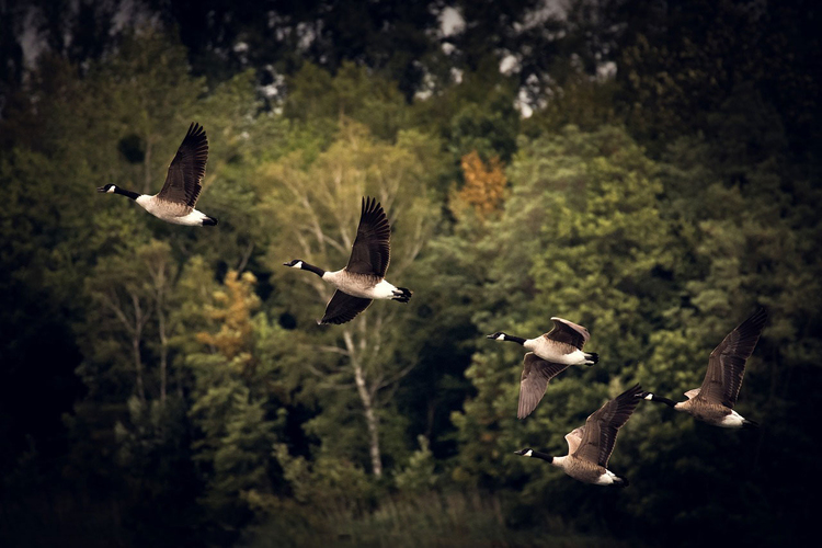 Photo Oiseaux migrateurs