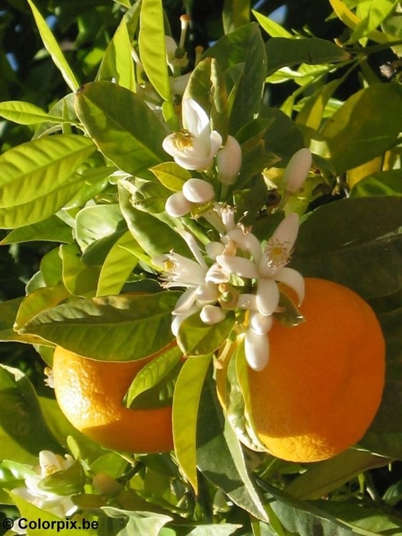 Photo oranges et fleurs d'oranger