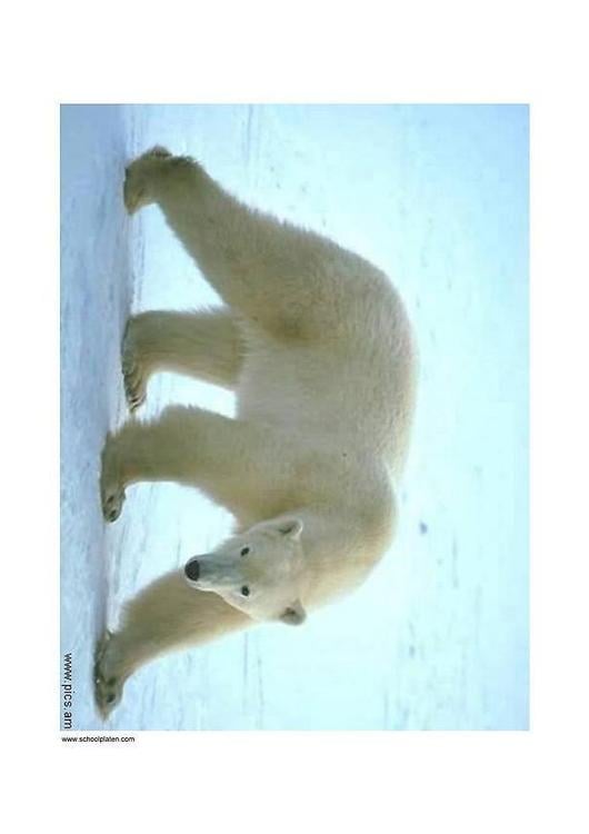 ours polaire