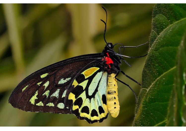 Photo papillon