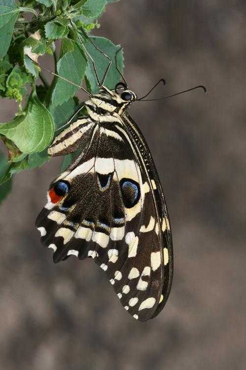 papillon
