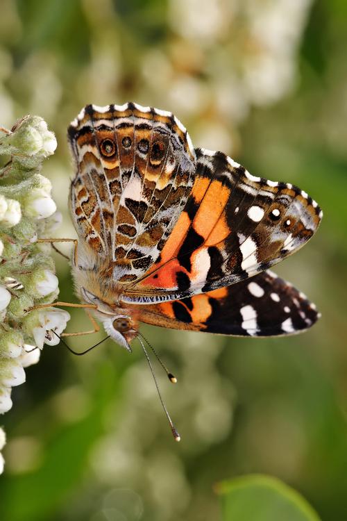 Papillon - Vanessa kershawi