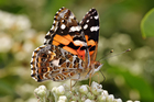 Photo Papillon - Vanessa kershawi