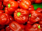 Photo paprika