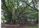 Parc Ghandi Musée de Puna