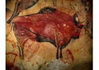 Photo peinture prÃ©historique - bison
