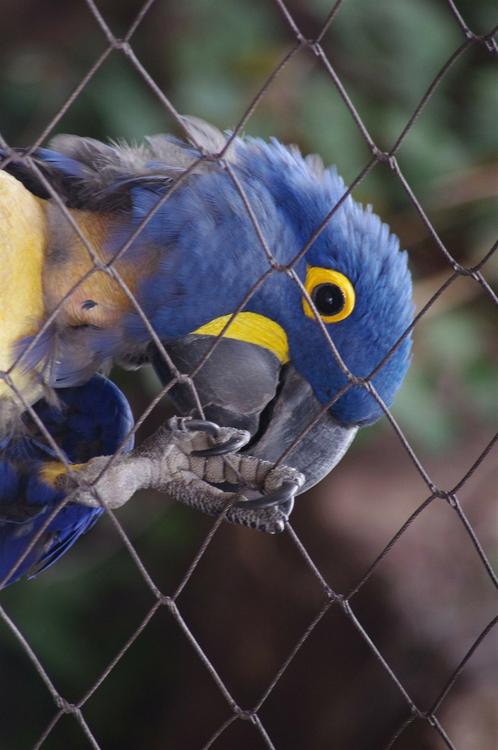 perroquet en cage