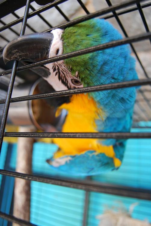 perroquet en cage