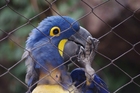 Photo perroquet en cage