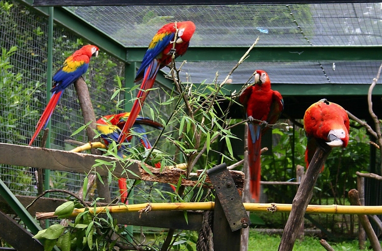 Photo perroquets en cage