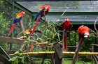 Photo perroquets en cage