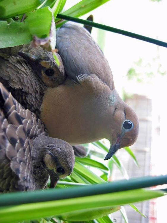 pigeon avec jeunes