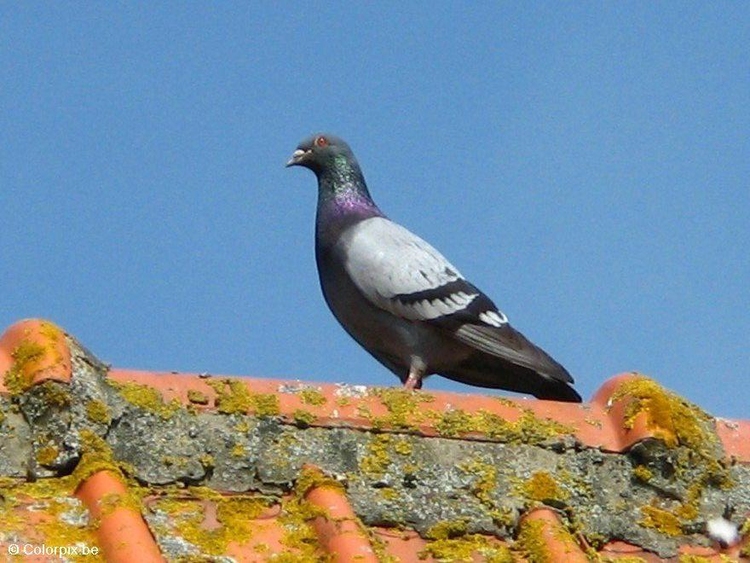 Photo pigeon