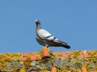 Photo pigeon