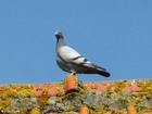 pigeon