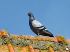 pigeon