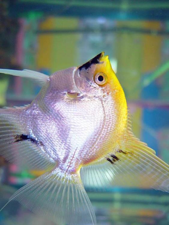 poisson