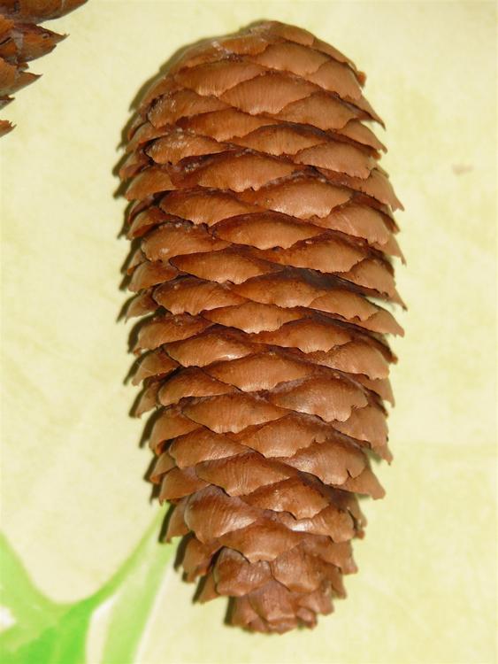 pomme de pin