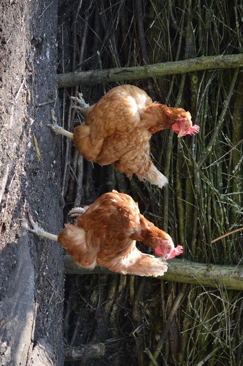 poules