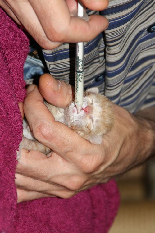 pouponniÃ¨re pour chatons