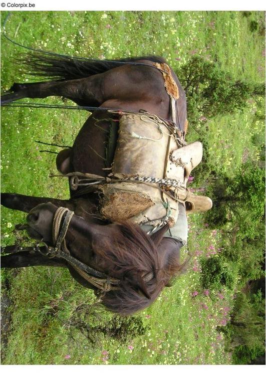 promenade Ã  cheval