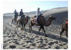 randonée en chameau dans le désert