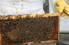 Photos rayon de ruche