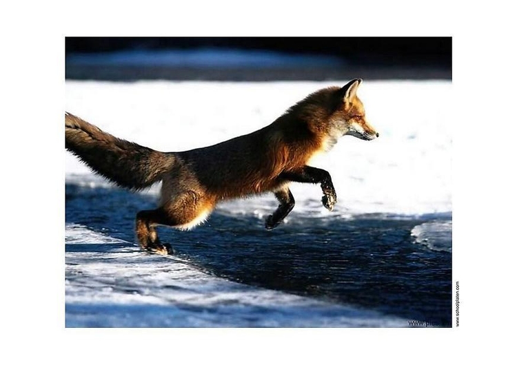 Photo renard