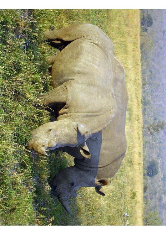 rhinocÃ©ros