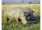 Photos rhinocéros