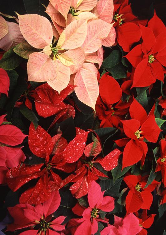 rose de NoÃ«l
