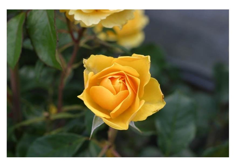 Photo roses jaunes