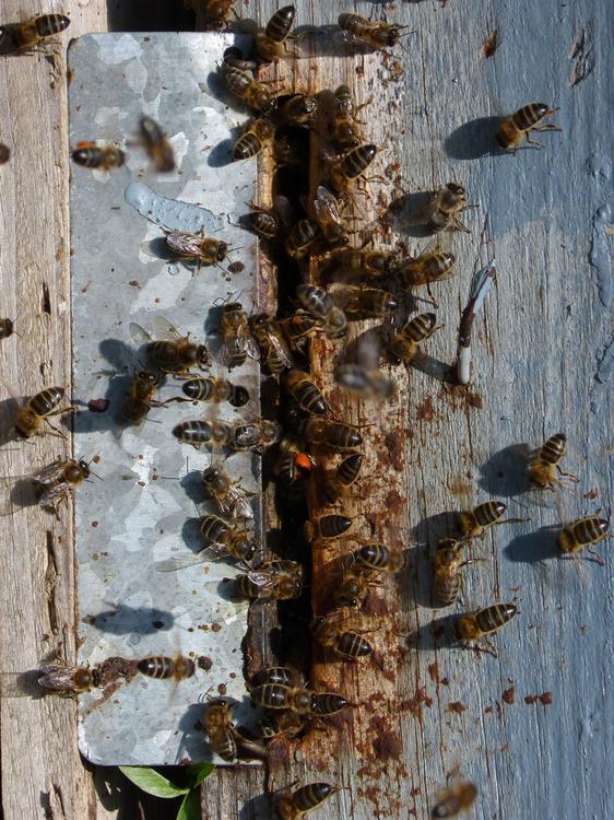 ruche Ã  abeilles
