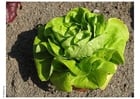 Photo salade