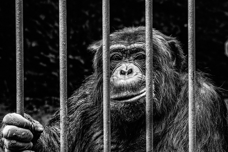 Photo singe dans une cage