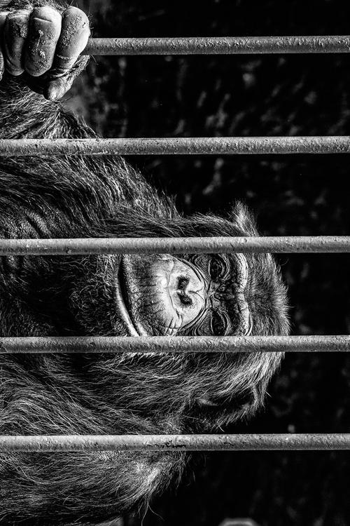 singe dans une cage