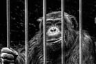 singe dans une cage