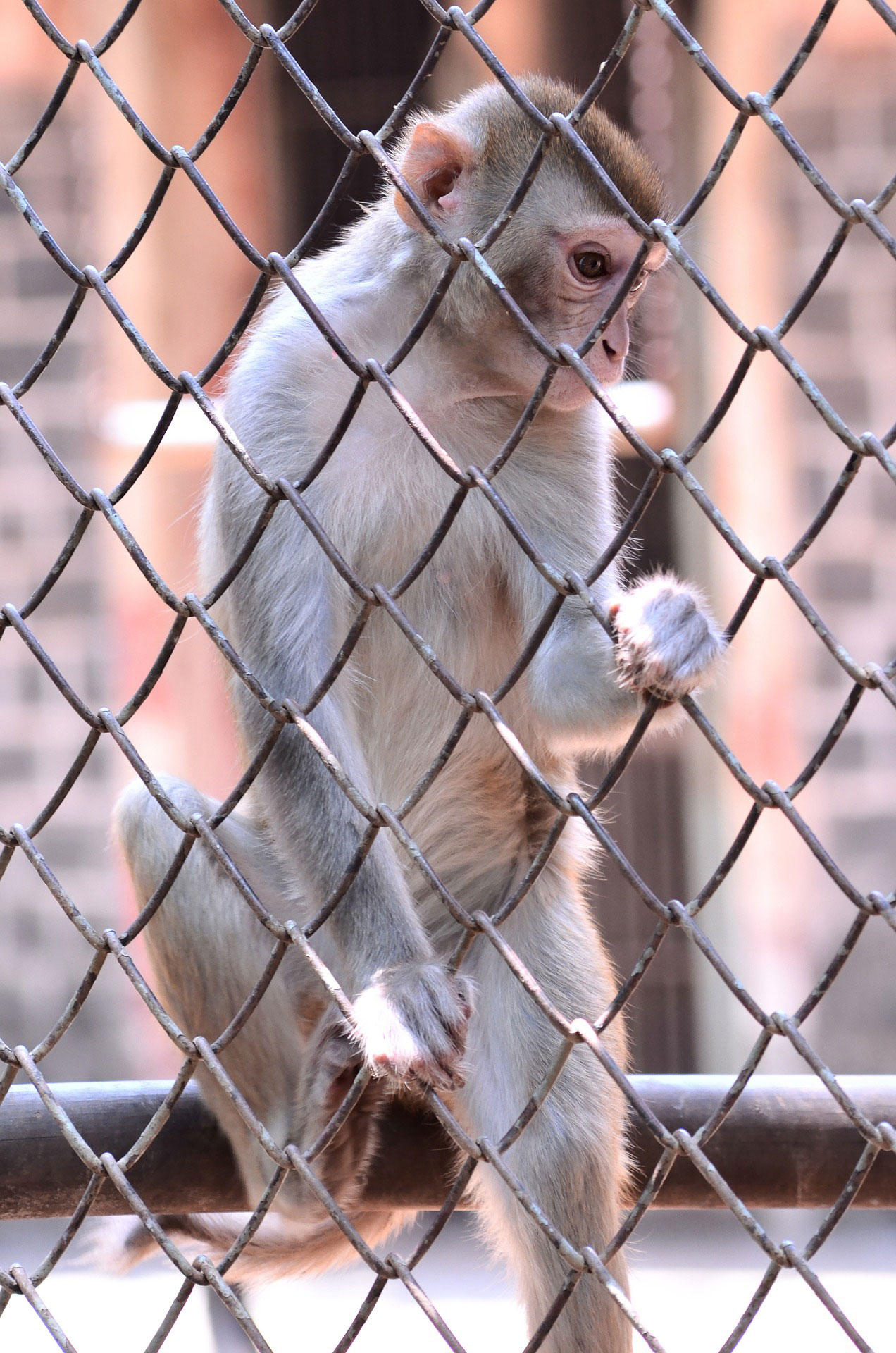 Photo singe en captivitÃ©