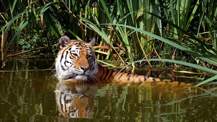 Photo tigre dans l'eau