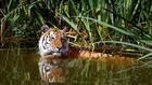 Photo tigre dans l'eau