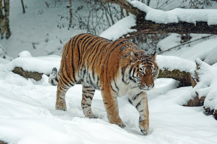 Photo tigre dans la neige