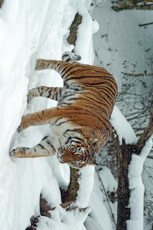 tigre dans la neige