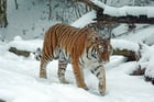 tigre dans la neige